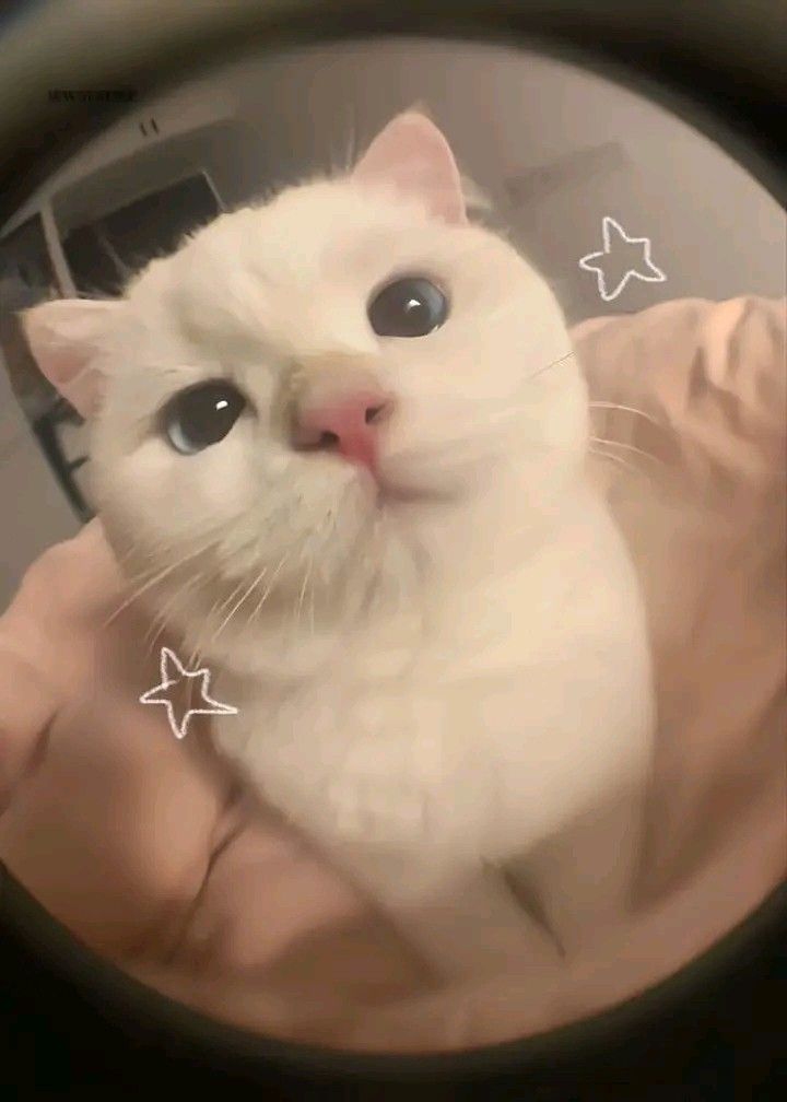 HÌNh NềN Anime Cute VớI MÀU SắC NhÃ NhặN